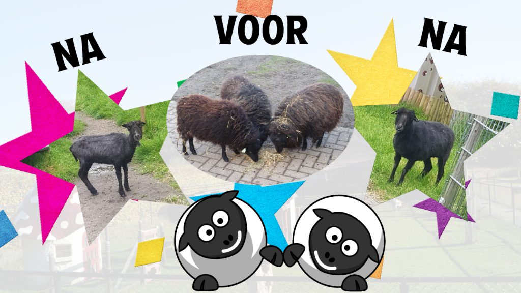 Schapen kinderboerderij bergeijk