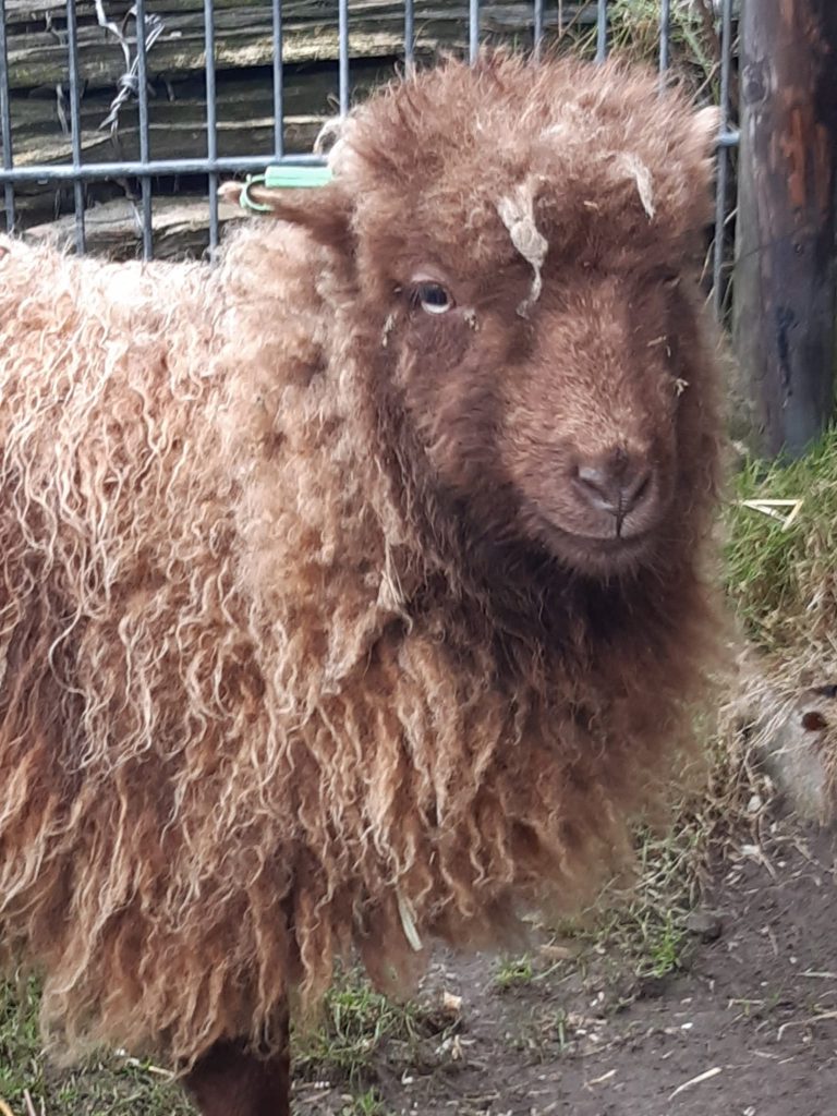 Schaap Mokka
